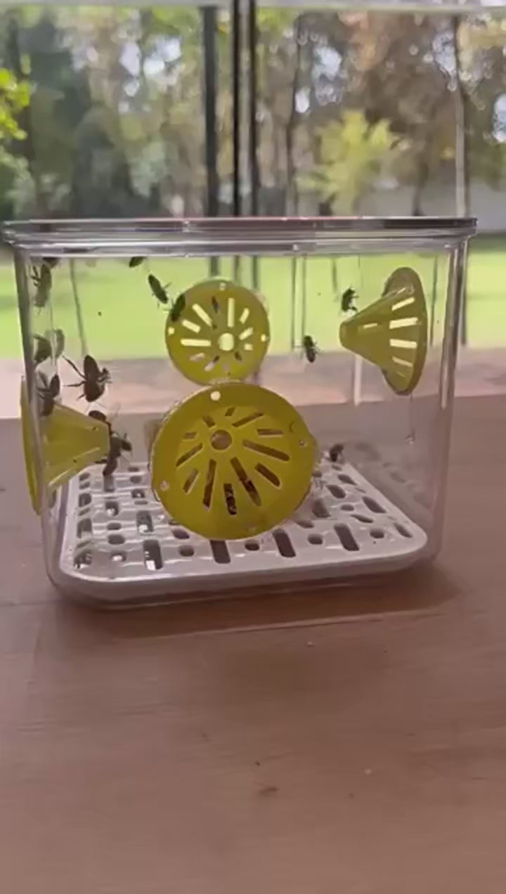 Piège à frelon asiatique - Capture garantie